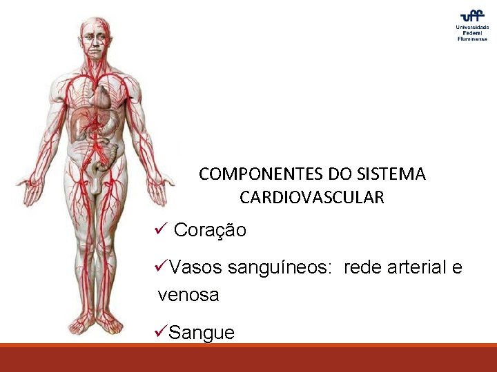 COMPONENTES DO SISTEMA CARDIOVASCULAR ü Coração üVasos sanguíneos: rede arterial e venosa üSangue 