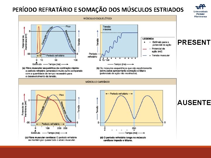 PERÍODO REFRATÁRIO E SOMAÇÃO DOS MÚSCULOS ESTRIADOS PRESENTE AUSENTE 