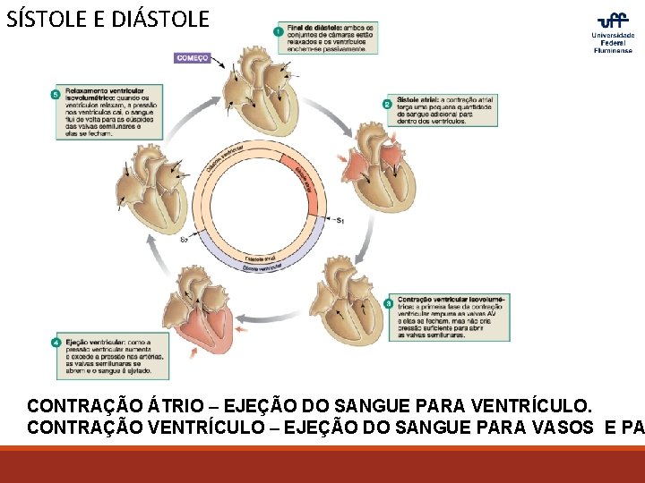 SÍSTOLE E DIÁSTOLE CONTRAÇÃO ÁTRIO – EJEÇÃO DO SANGUE PARA VENTRÍCULO. CONTRAÇÃO VENTRÍCULO –