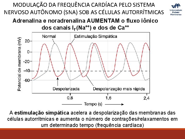 MODULAÇÃO DA FREQUÊNCIA CARDÍACA PELO SISTEMA NERVOSO AUTÔNOMO (SNA) SOB AS CÉLULAS AUTORRÍTMICAS Adrenalina