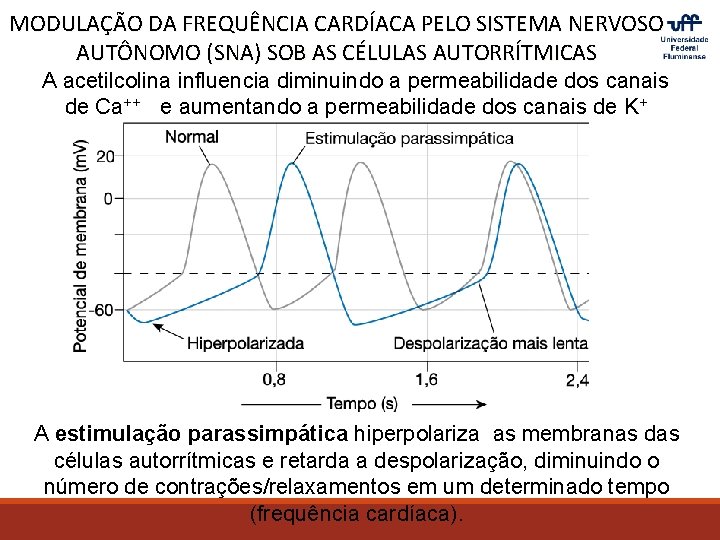 MODULAÇÃO DA FREQUÊNCIA CARDÍACA PELO SISTEMA NERVOSO AUTÔNOMO (SNA) SOB AS CÉLULAS AUTORRÍTMICAS A