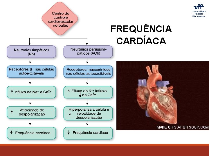 FREQUÊNCIA CARDÍACA 