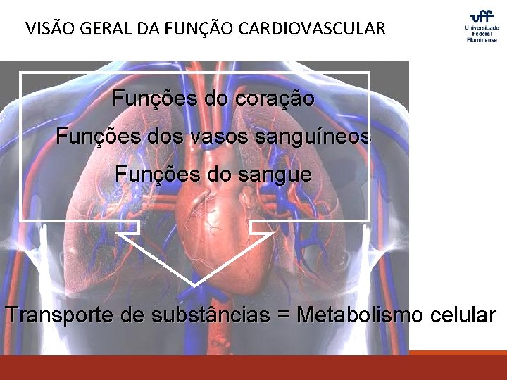 VISÃO GERAL DA FUNÇÃO CARDIOVASCULAR Funções do coração Funções dos vasos sanguíneos Funções do