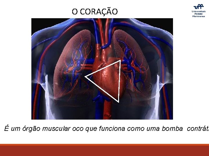 O CORAÇÃO É um órgão muscular oco que funciona como uma bomba contráti 