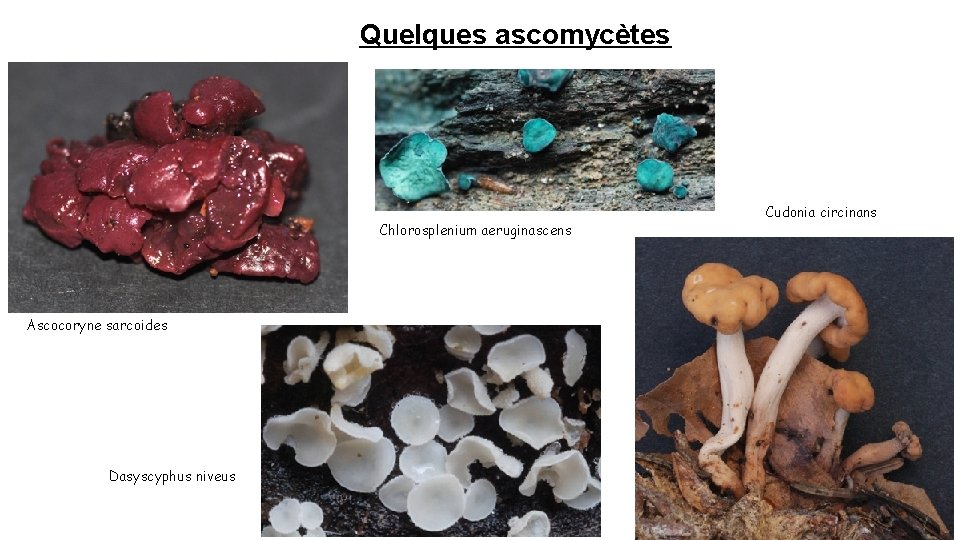 Quelques ascomycètes Chlorosplenium aeruginascens Ascocoryne sarcoides Dasyscyphus niveus Cudonia circinans 