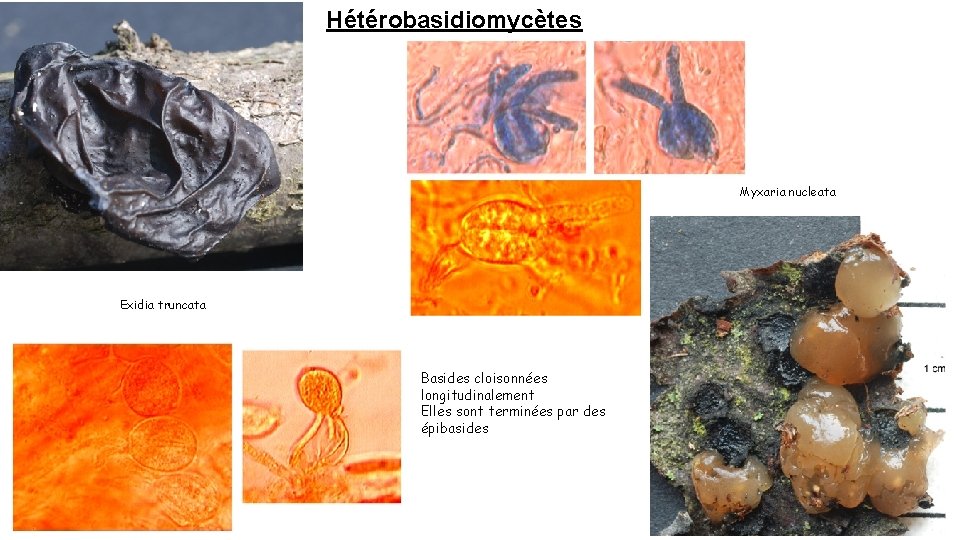 Hétérobasidiomycètes Myxaria nucleata Exidia truncata Basides cloisonnées longitudinalement Elles sont terminées par des épibasides