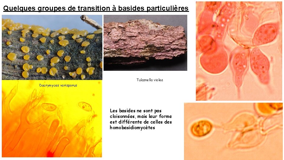 Quelques groupes de transition à basides particulières Tulasnella violea Dacrymyces varisporus Les basides ne