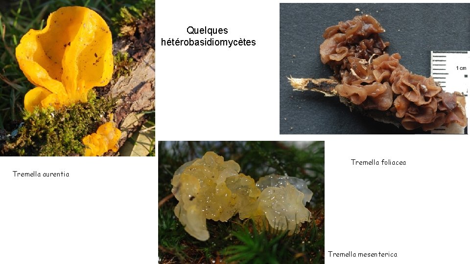 Quelques hétérobasidiomycètes Tremella foliacea Tremella aurentia Tremella mesenterica 