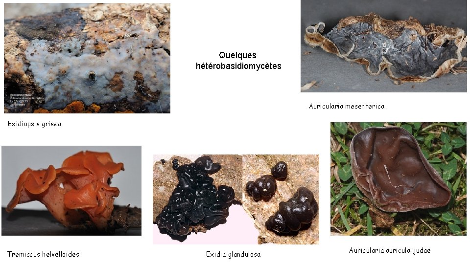 Quelques hétérobasidiomycètes Auricularia mesenterica Exidiopsis grisea Tremiscus helvelloides Exidia glandulosa Auricularia auricula-judae 