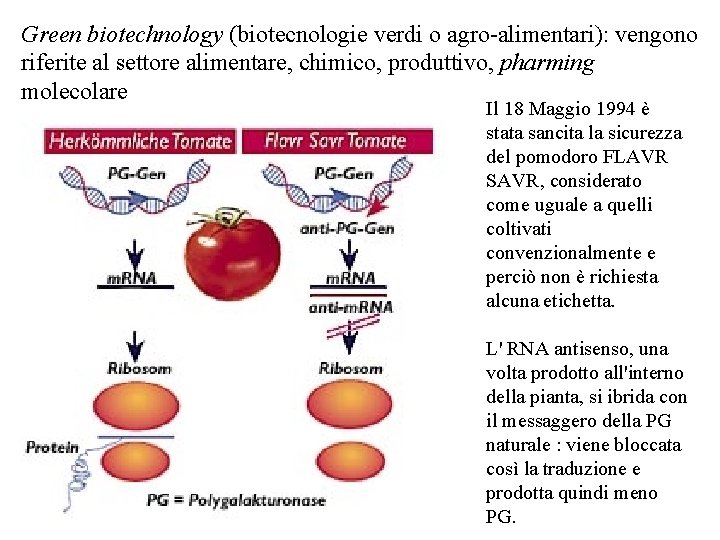 Green biotechnology (biotecnologie verdi o agro-alimentari): vengono riferite al settore alimentare, chimico, produttivo, pharming