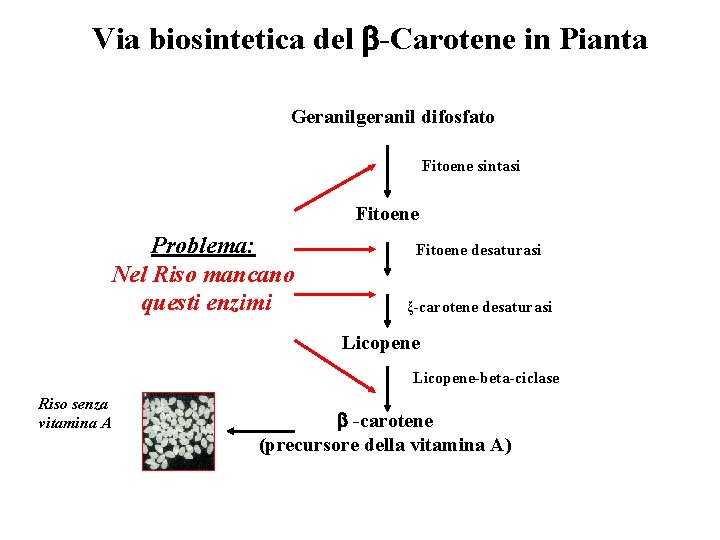 Via biosintetica del -Carotene in Pianta Geranilgeranil difosfato Fitoene sintasi Fitoene Problema: Nel Riso