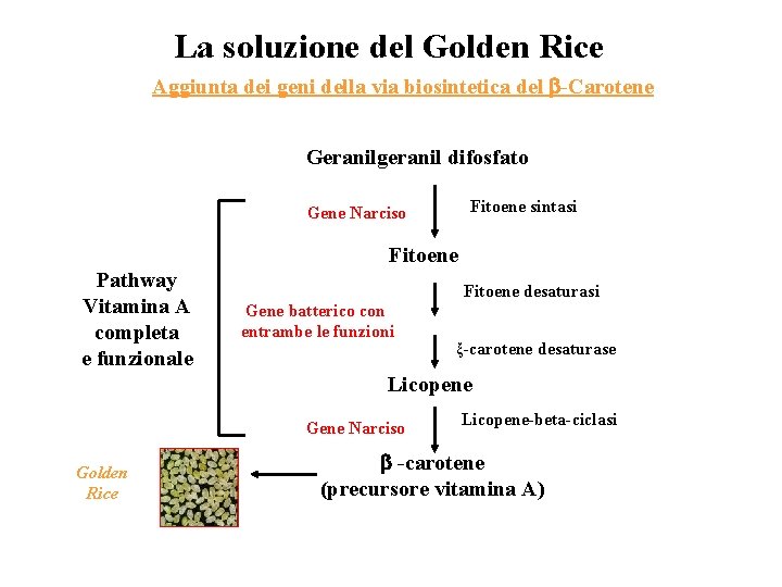 La soluzione del Golden Rice Aggiunta dei geni della via biosintetica del -Carotene Geranilgeranil