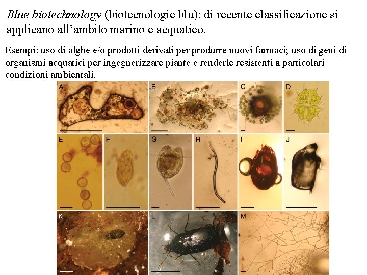 Blue biotechnology (biotecnologie blu): di recente classificazione si applicano all’ambito marino e acquatico. Esempi: