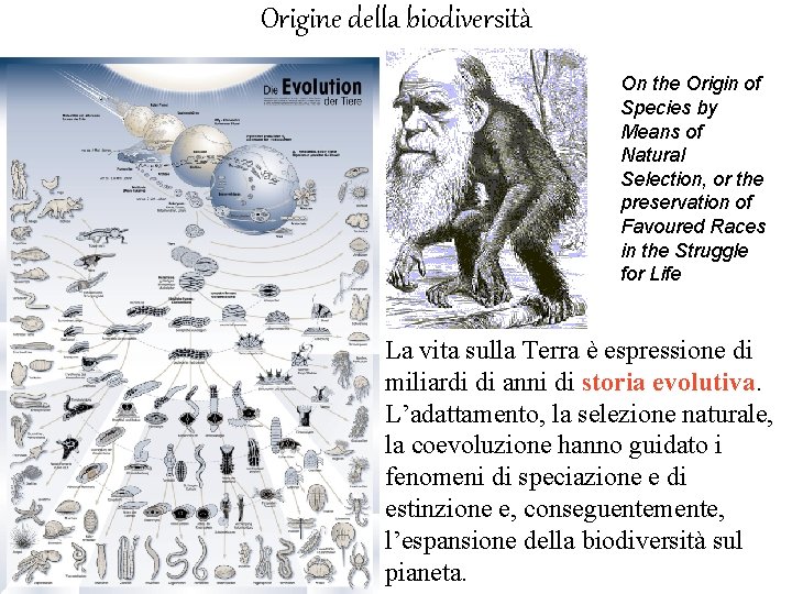 Origine della biodiversità On the Origin of Species by Means of Natural Selection, or