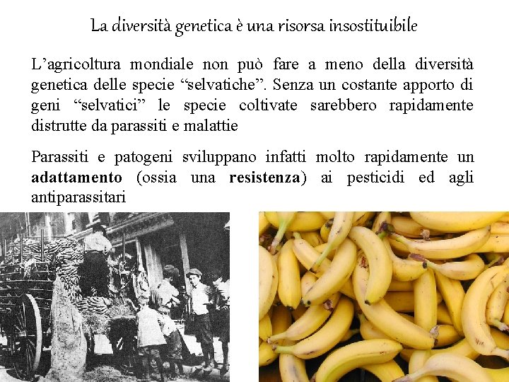 La diversità genetica è una risorsa insostituibile L’agricoltura mondiale non può fare a meno