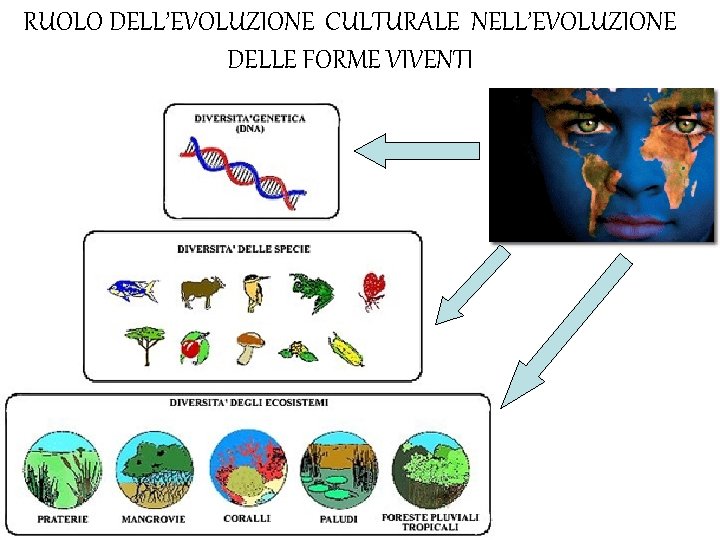 RUOLO DELL’EVOLUZIONE CULTURALE NELL’EVOLUZIONE DELLE FORME VIVENTI 