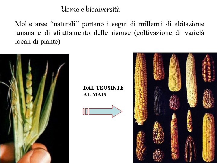 Uomo e biodiversità Molte aree “naturali” portano i segni di millenni di abitazione umana