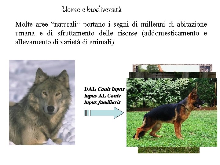 Uomo e biodiversità Molte aree “naturali” portano i segni di millenni di abitazione umana
