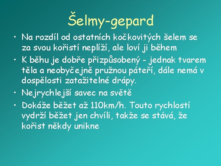 Šelmy-gepard • Na rozdíl od ostatních kočkovitých šelem se za svou kořistí neplíží, ale