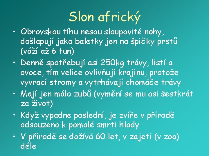 Slon africký • Obrovskou tíhu nesou sloupovité nohy, došlapují jako baletky jen na špičky