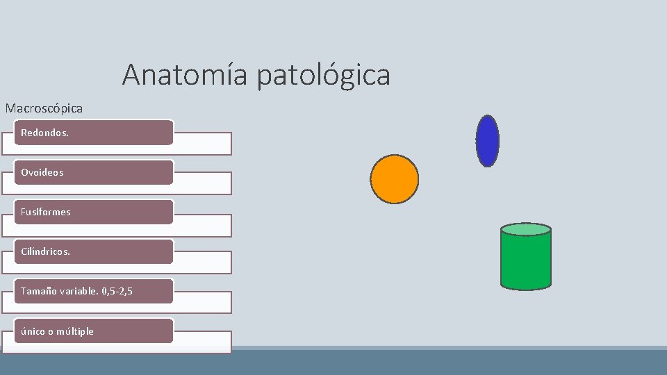 Anatomía patológica Macroscópica Redondos. Ovoideos Fusiformes Cilíndricos. Tamaño variable. 0, 5 -2, 5 único