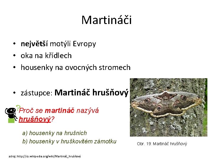 Martináči • největší motýli Evropy • oka na křídlech • housenky na ovocných stromech