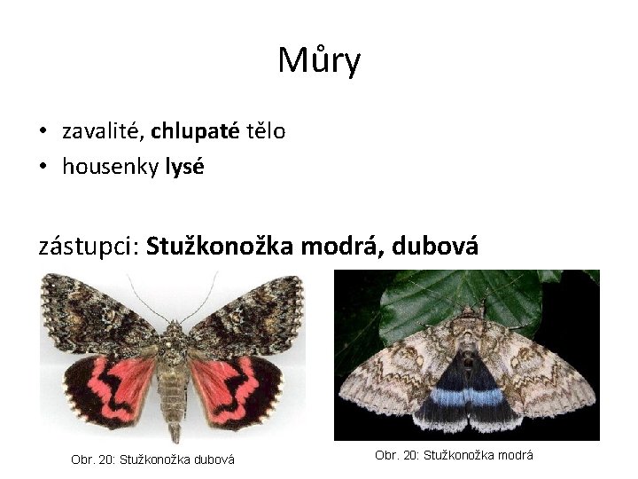 Můry • zavalité, chlupaté tělo • housenky lysé zástupci: Stužkonožka modrá, dubová Obr. 20: