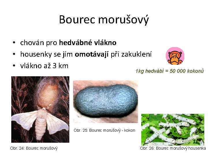 Bourec morušový • chován pro hedvábné vlákno • housenky se jím omotávají při zakuklení