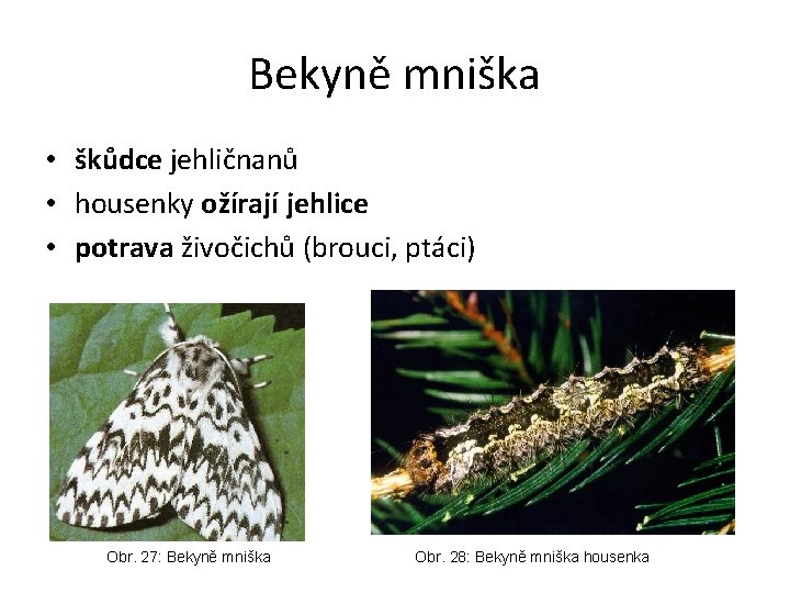 Bekyně mniška • škůdce jehličnanů • housenky ožírají jehlice • potrava živočichů (brouci, ptáci)