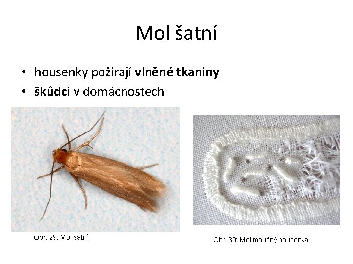 Mol šatní • housenky požírají vlněné tkaniny • škůdci v domácnostech Obr. 29: Mol