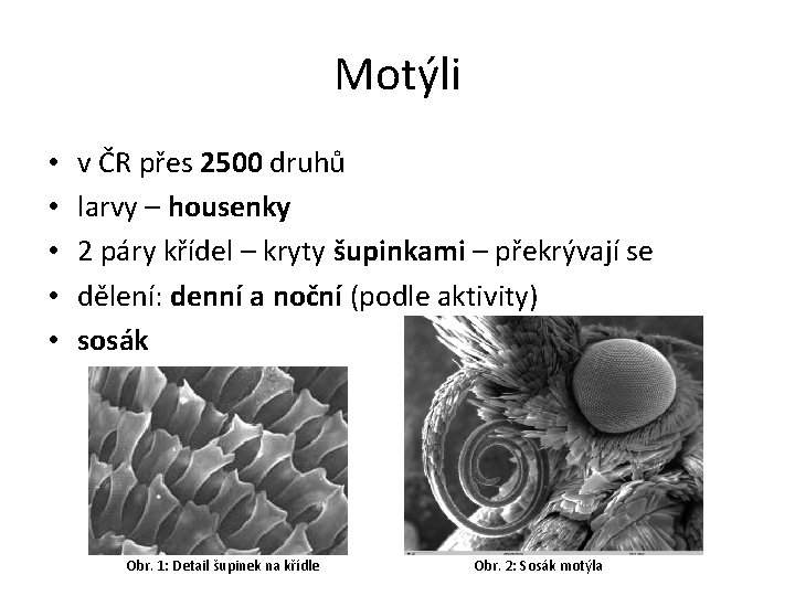 Motýli • • • v ČR přes 2500 druhů larvy – housenky 2 páry