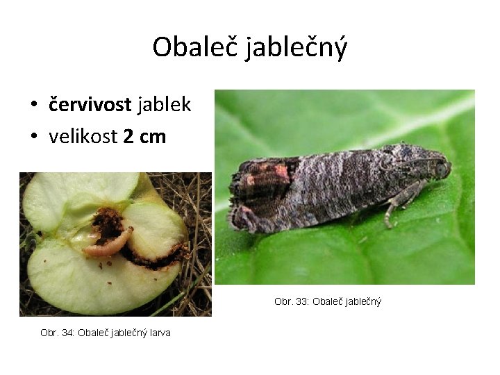 Obaleč jablečný • červivost jablek • velikost 2 cm Obr. 33: Obaleč jablečný Obr.