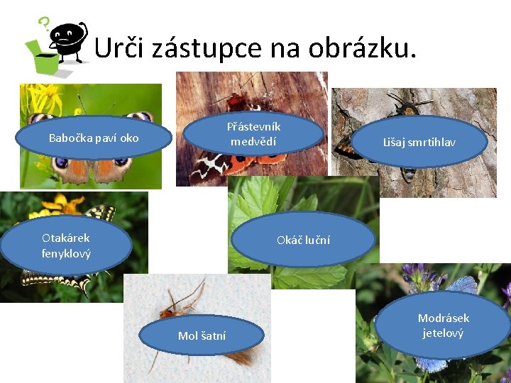 Urči zástupce na obrázku. Přástevník medvědí Babočka paví oko Otakárek fenyklový Lišaj smrtihlav Okáč