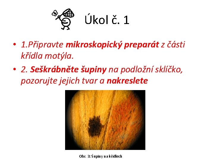 Úkol č. 1 • 1. Připravte mikroskopický preparát z části křídla motýla. • 2.