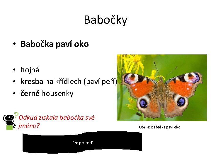 Babočky • Babočka paví oko • hojná • kresba na křídlech (paví peří) •