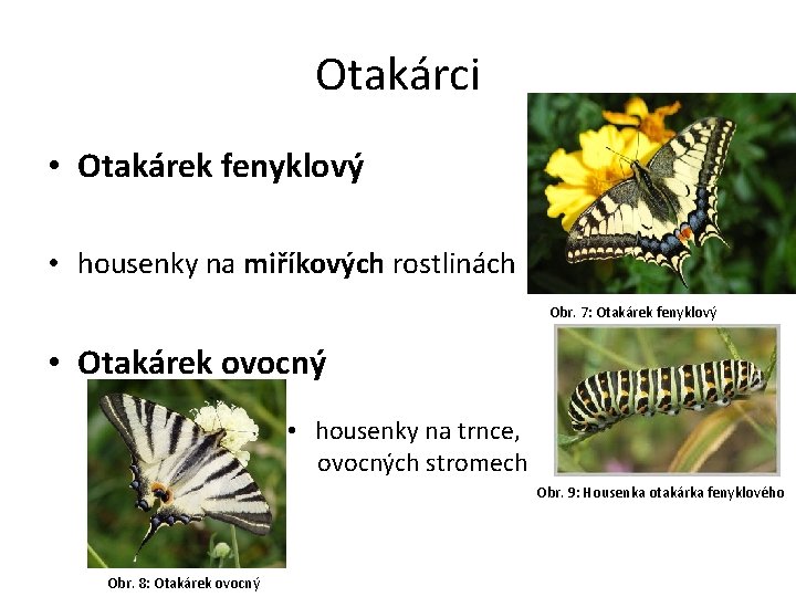 Otakárci • Otakárek fenyklový • housenky na miříkových rostlinách Obr. 7: Otakárek fenyklový •