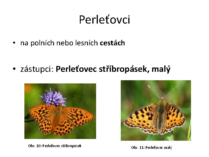 Perleťovci • na polních nebo lesních cestách • zástupci: Perleťovec stříbropásek, malý Obr. 10: