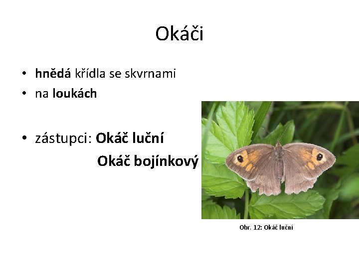 Okáči • hnědá křídla se skvrnami • na loukách • zástupci: Okáč luční Okáč