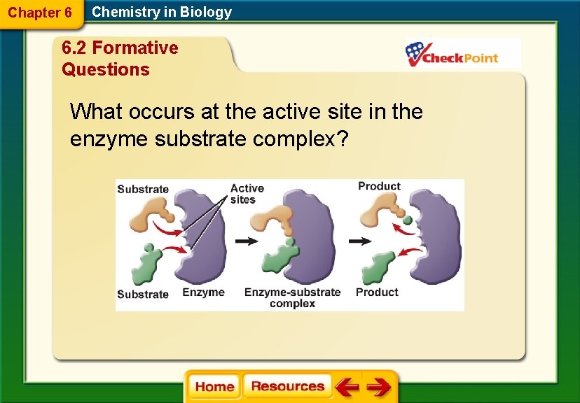 Chapter 6 Chemistry in Biology 6. 2 Formative Questions What occurs at the active