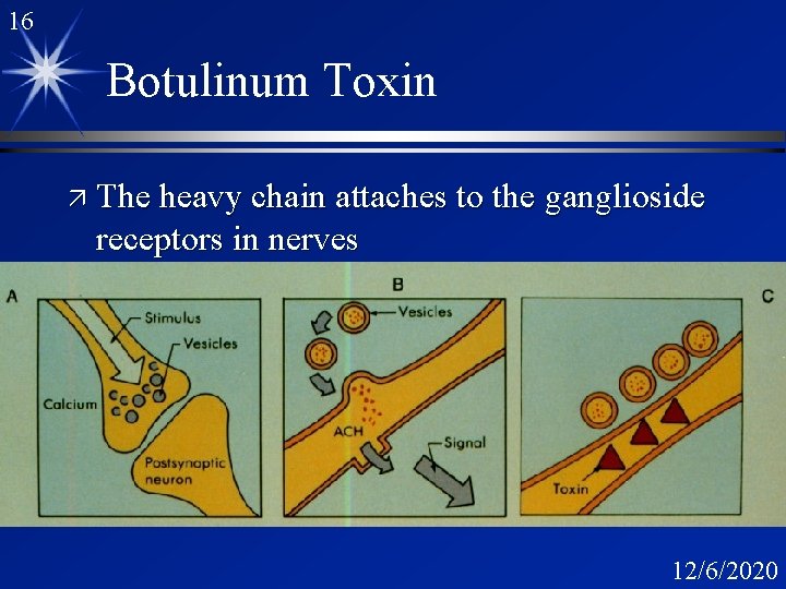 16 Botulinum Toxin ä The heavy chain attaches to the ganglioside receptors in nerves