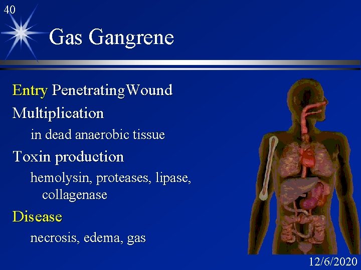 40 Gas Gangrene Entry Penetrating. Wound Multiplication in dead anaerobic tissue Toxin production hemolysin,