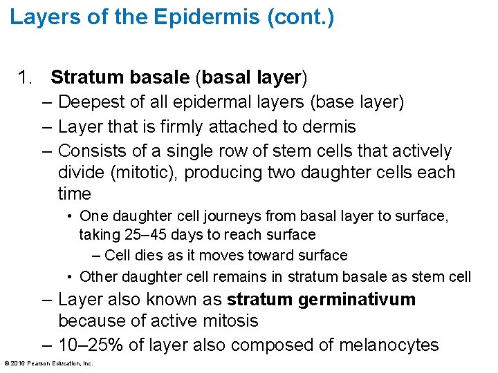 Layers of the Epidermis (cont. ) 1. Stratum basale (basal layer) – Deepest of