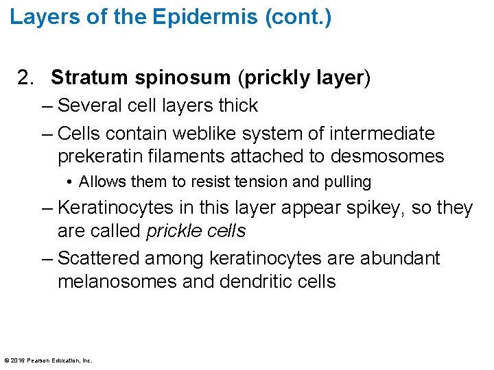 Layers of the Epidermis (cont. ) 2. Stratum spinosum (prickly layer) – Several cell