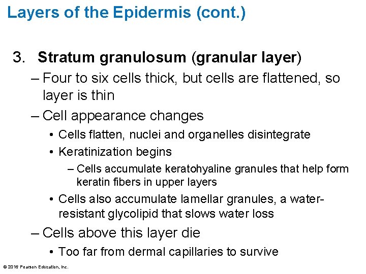 Layers of the Epidermis (cont. ) 3. Stratum granulosum (granular layer) – Four to
