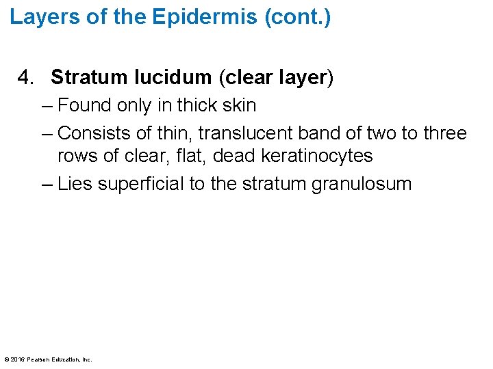 Layers of the Epidermis (cont. ) 4. Stratum lucidum (clear layer) – Found only