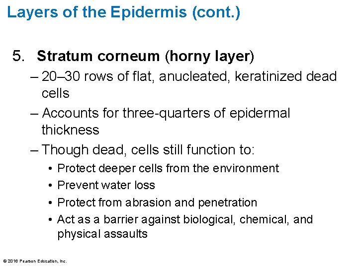 Layers of the Epidermis (cont. ) 5. Stratum corneum (horny layer) – 20– 30