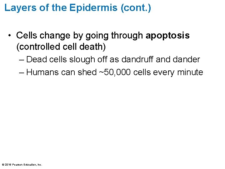 Layers of the Epidermis (cont. ) • Cells change by going through apoptosis (controlled