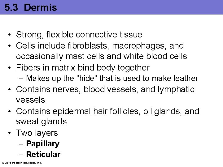 5. 3 Dermis • Strong, flexible connective tissue • Cells include fibroblasts, macrophages, and