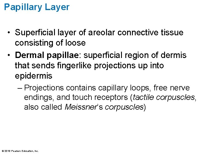 Papillary Layer • Superficial layer of areolar connective tissue consisting of loose • Dermal
