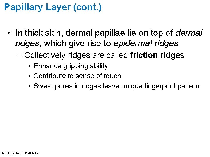 Papillary Layer (cont. ) • In thick skin, dermal papillae lie on top of